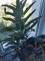 Kalanchoe
