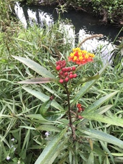 Asclepias curassavica