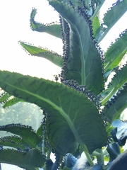 Kalanchoe