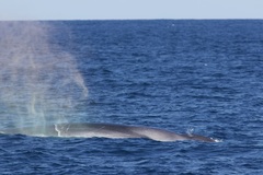 Balaenoptera physalus physalus