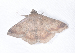 Ericeia inangulata