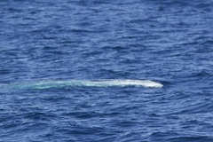 Balaenoptera physalus physalus