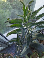 Kalanchoe