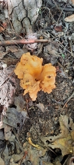 Craterellus odoratus