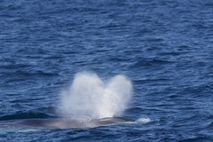Balaenoptera physalus physalus