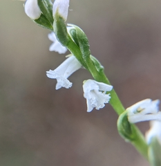 Spiranthes tuberosa
