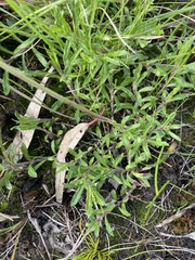 Leptorhynchos squamatus