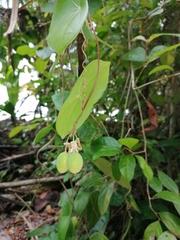 Passiflora megacoriacea