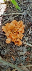Craterellus odoratus