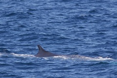 Balaenoptera physalus physalus