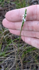 Spiranthes tuberosa