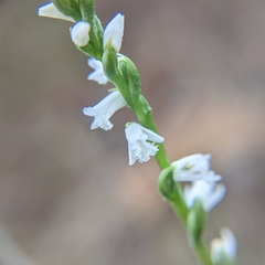 Spiranthes tuberosa