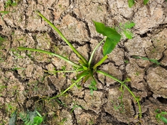 Sagittaria montevidensis