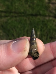 Zeacumantus lutulentus