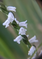Spiranthes tuberosa