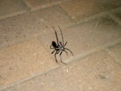 Latrodectus hesperus