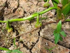 Sagittaria montevidensis