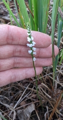 Spiranthes tuberosa