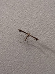 Lantanophaga pusillidactylus