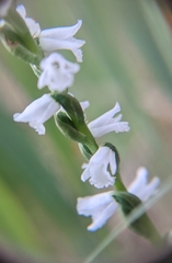 Spiranthes tuberosa