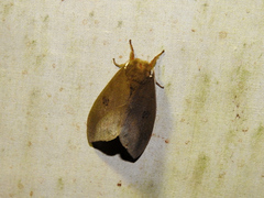 Automeris naranja