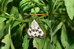 Nyctemera adversata