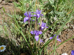 Moraea sisyrinchium