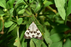 Nyctemera adversata
