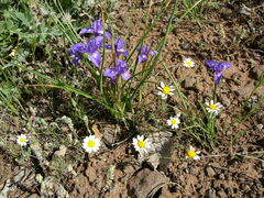 Moraea sisyrinchium