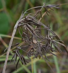 Cyperus bulbosus