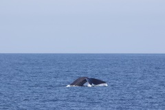 Eubalaena glacialis
