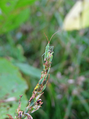 Trigonotylus caelestialium