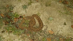 Bothrops alternatus