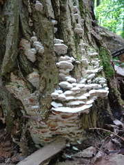 Rigidoporus