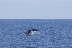 Eubalaena glacialis