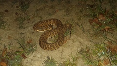 Bothrops alternatus