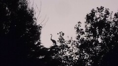 Ardeidae