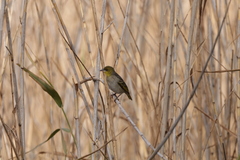 Ploceus cucullatus