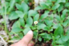 Erigeron lonchophyllus