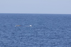 Eubalaena glacialis