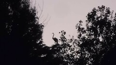 Ardeidae