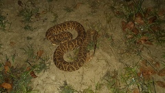 Bothrops alternatus