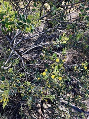Acacia brachybotrya