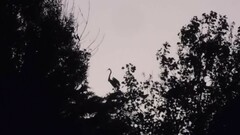 Ardeidae