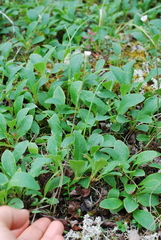 Erigeron lonchophyllus