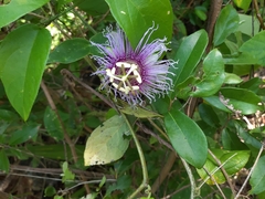Passiflora serratifolia