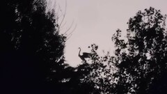 Ardeidae