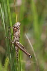 Schistocerca americana