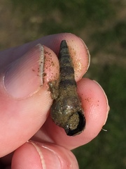 Zeacumantus lutulentus