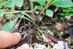 Erigeron lonchophyllus